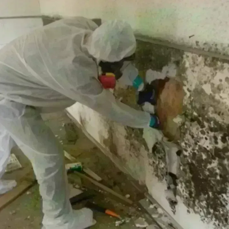 Mold Remediation and Removal in Le Center, MN